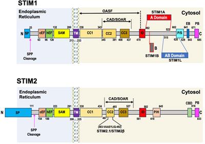 STIM and Orai Mediated Regulation of Calcium Signaling in Age-Related Diseases